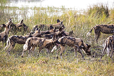 A pack of wild dogs, Lycaon pictus, Moremi Game Reserve, Botswana