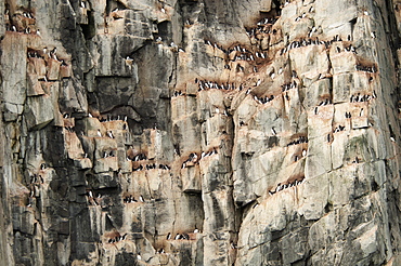 Thick-billed Murres, Brunnich's Guillemots, nesting on a steep cliff site, near Svalbard in Norway, Svalbard, Norway