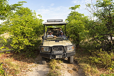 Safari jeep with a guide and passengers on a narrow track through scrub, Moremi Game Reserve, Botswana