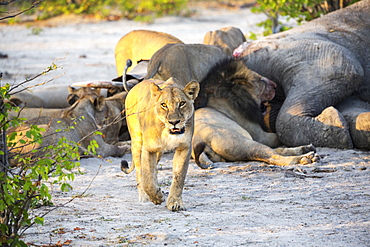 Adult lions feasting on a dead elephant carcass in a game reserve, Moremi Game Reserve, Botswana