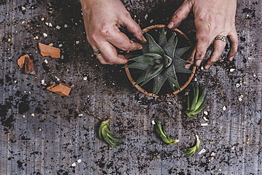 Person potting up small succulent plants