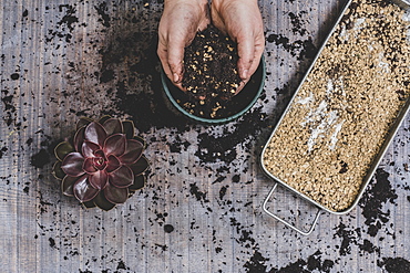 Person potting up small succulent plants