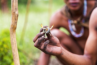 close up of Bushman holding scorpion, Botswana