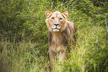 A female lion partially hidden in long grass