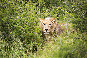 A female lion partially hidden in long grass