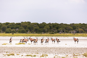 Oryx herd crossing a salt pan