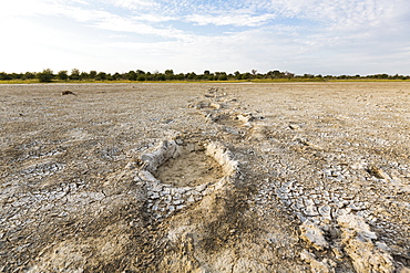 elephant footprints, Nxai Pan, Botswana