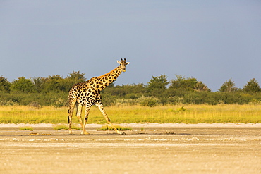 A giraffe crossing open ground at a salt pan