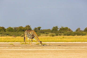 A giraffe crossing open ground at a salt pan