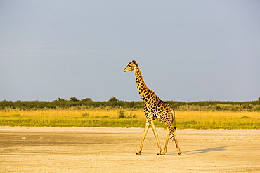 A giraffe crossing open ground at a salt pan