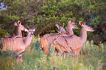 kudu at sunset, Botswana