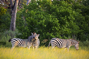 A group of zebra in long grass at sunset