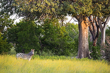 A group of zebra in long grass at sunset