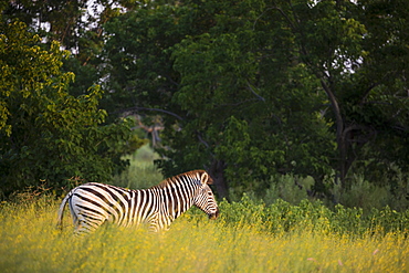 A group of zebra in long grass at sunset