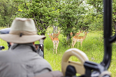 A safari guide looking at impala from safari vehicle, Botswana