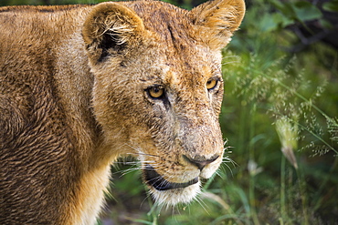 Close up, a female lion, head and shoulders, Botswana