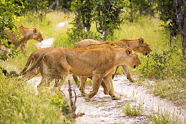 A pride of female lions crossing a dirt track, Botswana