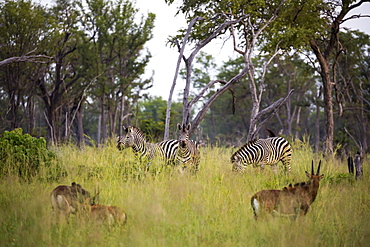 A group of oryx and zebra in long grass, heads raised, Botswana