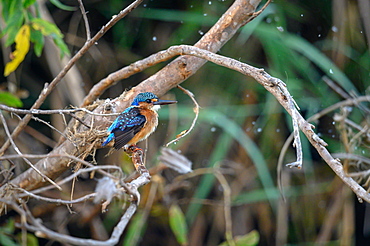 A juvenile malachite kingfisher, Corythornis cristatus, perches on a branch, looking out of frame, Sabi Sands, Greater Kruger National Park, South Africa