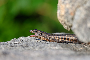 A giant plated lizard, Gerrhosaurus validus, lies on a rock, mouth open, looking out of frame, Sabi Sands, Greater Kruger National Park, South Africa