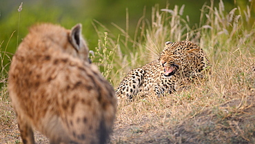 A leopard, Panthera pardus, lies in grass and snarls at a hyena, Crocuta crocuta, Sabi Sands, Greater Kruger National Park, South Africa