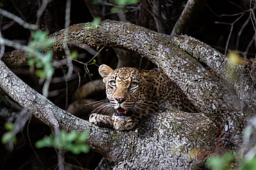 A leopard, Panthera pardus, peers between tree roots, looking out of frame, mouth open, Sabi Sands, Greater Kruger National Park, South Africa