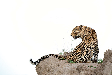 A leopard, Panthera pardus, sits on a termite mound, looking over shoulder, looking out of frame, white background, Sabi Sands, Greater Kruger National Park, South Africa