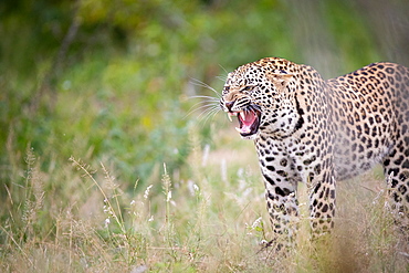 A leopard, Panthera pardus, stands in short grass and snarls, looking out of frame, teeth visible, Sabi Sands, Greater Kruger National Park, South Africa