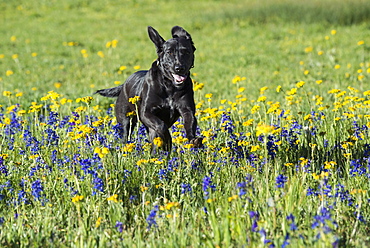 A black Labrador dog in tall meadow grass, Uinta National Forest, Utah, USA