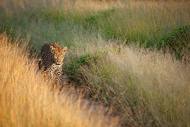 A leopard, Panthera pardus, walks down a road track, framed by grass, walking towards camera, Sabi Sands, Greater Kruger National Park, South Africa