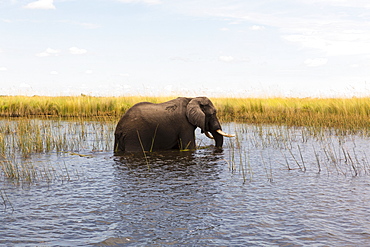 A mature elephant with tusks wading through water and reeds, Okavango Delta, Botswana