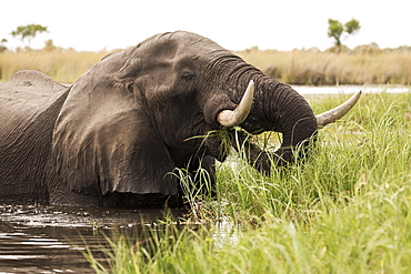 A mature elephant with tusks wading through water and reeds, Okavango Delta, Botswana