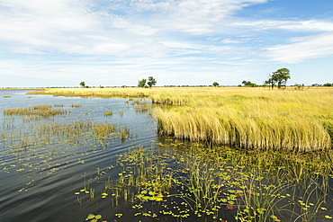 Reed-beds and waterways in the Okavango Delta, Botswana, Okavango Delta, Botswana