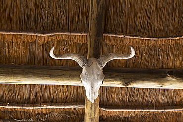 An animal skull with curved horns on a beam under a roof, Okavango Delta, Botswana