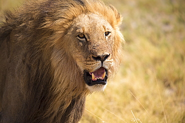 male lion, Kalahari Desert, Makgadikgadi Salt Pans, Botswana, Botswana