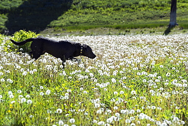 A black Labrador dog in tall meadow grass, Uinta National Forest, Utah, USA