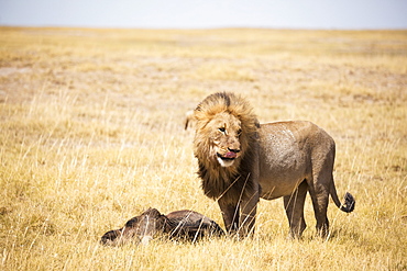 Male lion and dead wildebeest, Kalahari Desert, Botswana