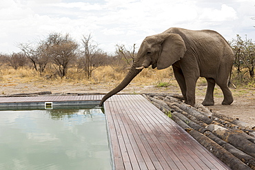 An elephant drinking with its trunk from a wildlife reserve camp swimming pool, Okavango Delta, Botswana