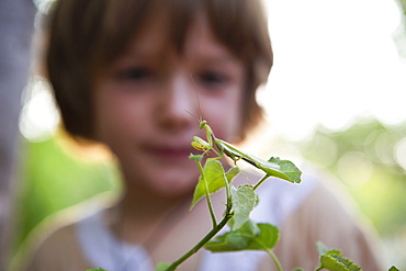 A five year old boy looking closely at a praying mantis on a leaf, Okavango Delta, Botswana