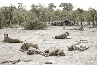 A pride of lions resting after feeding on a dead elephant, Okavango Delta, Botswana