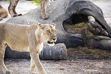 A mature female lion by a dead elephant carcass, Okavango Delta, Botswana