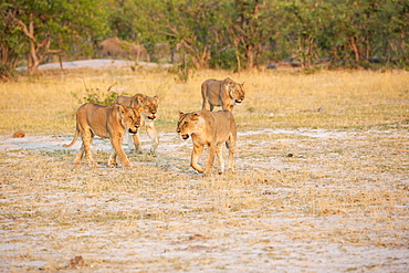 A pride of female lions walking across open space at sunset, Okavango Delta, Botswana