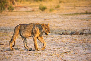 A lion walking across open space at sunset, Okavango Delta, Botswana