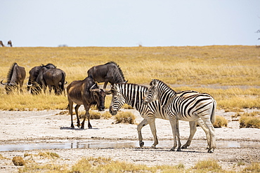 Burchell's zebra and Wildebeest, Kalahari Desert, Makgadikgadi Salt Pans, Botswana