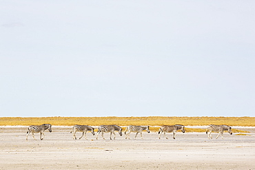 Burchell's zebra, a small group of animals in the Kalahari Desert,