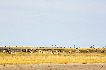 A large herd of Burchell's Zebra grazing, Kalahari Desert