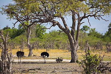 A pair of ostriches with a clutch of young chicks ostriches in the shade of a tree