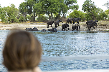 A boy watching a herd of elephant come down to a water hole, Botswana