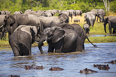 A group of hippopotamus in the water and a herd of elephants gathering at water hole