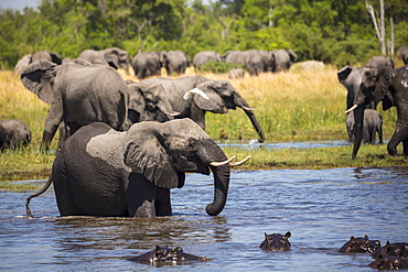 A group of hippopotamus in the water and a herd of elephants gathering at water hole